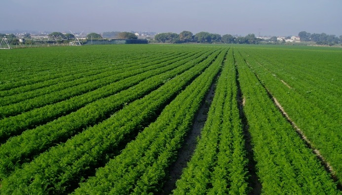 Técnico Auxiliar Preparación, Siembra Y Explotación De Campos Agrícolas